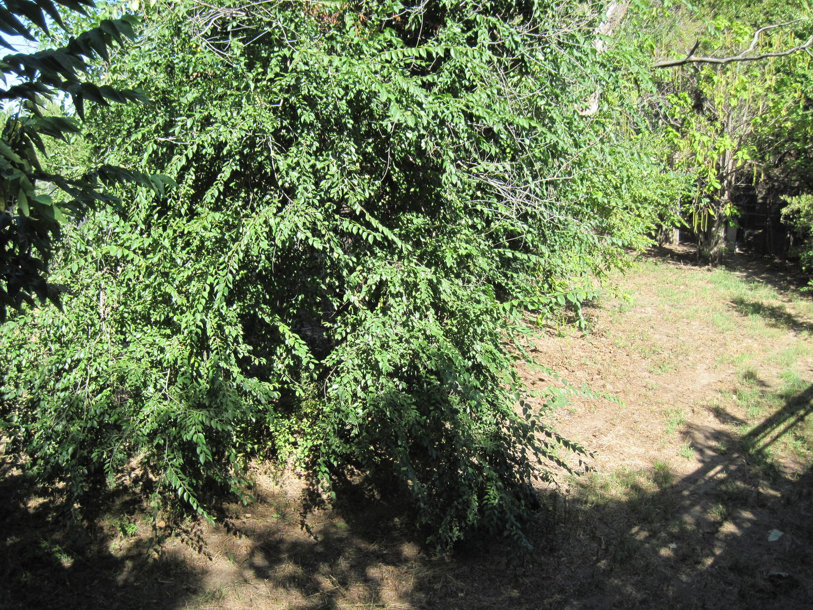 North America-Mexican Gray Wolf Exhibit