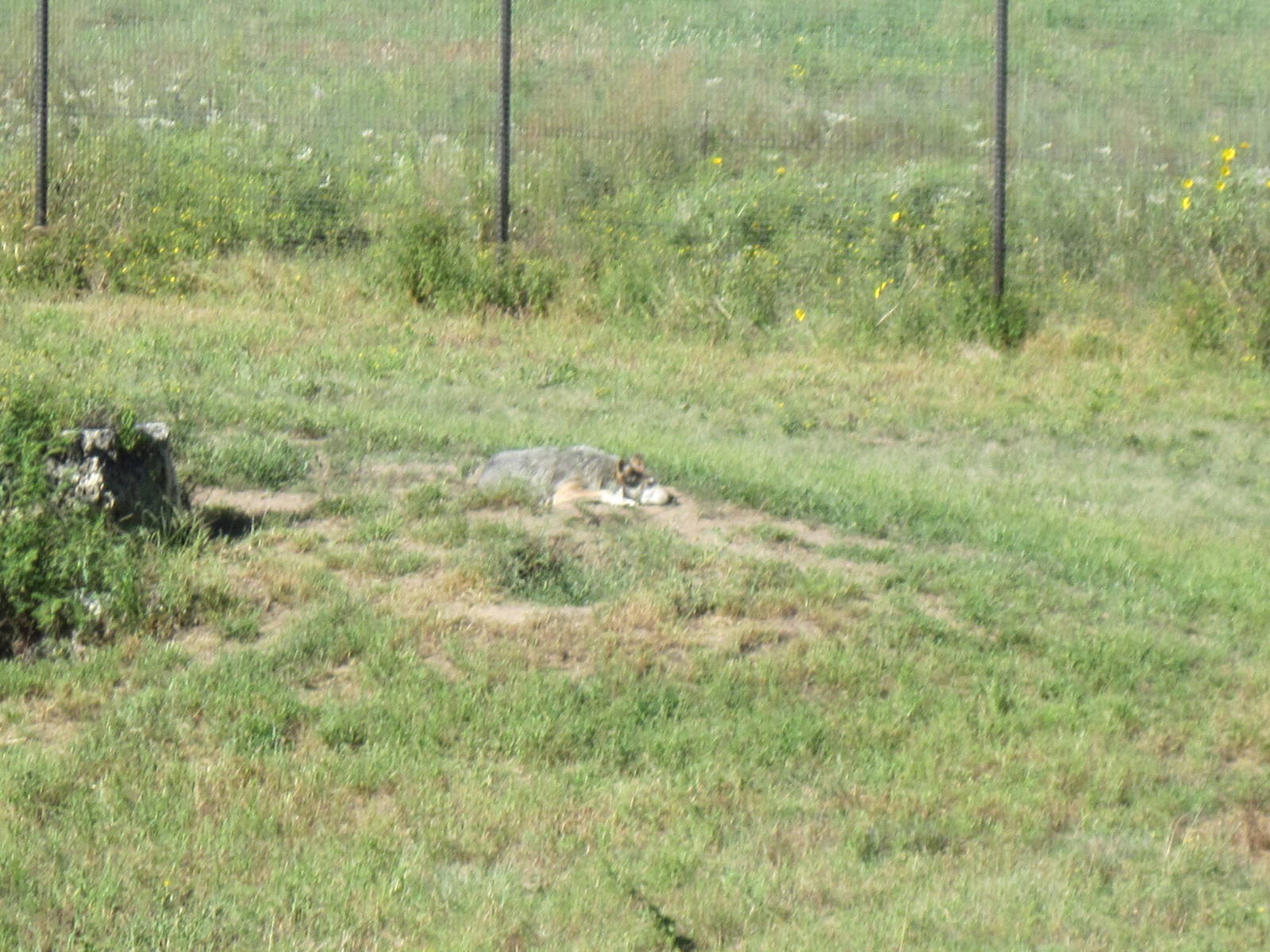 North America-Mexican Gray Wolf
