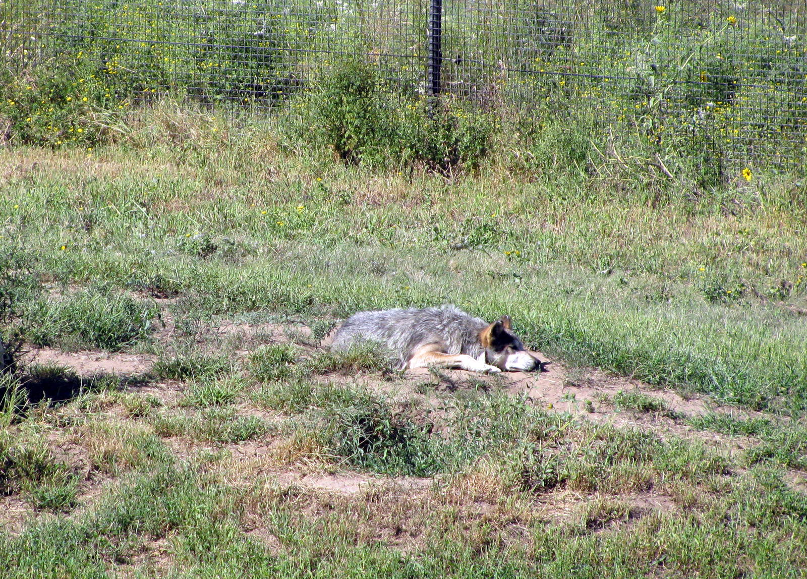 North America-Mexican Gray Wolf