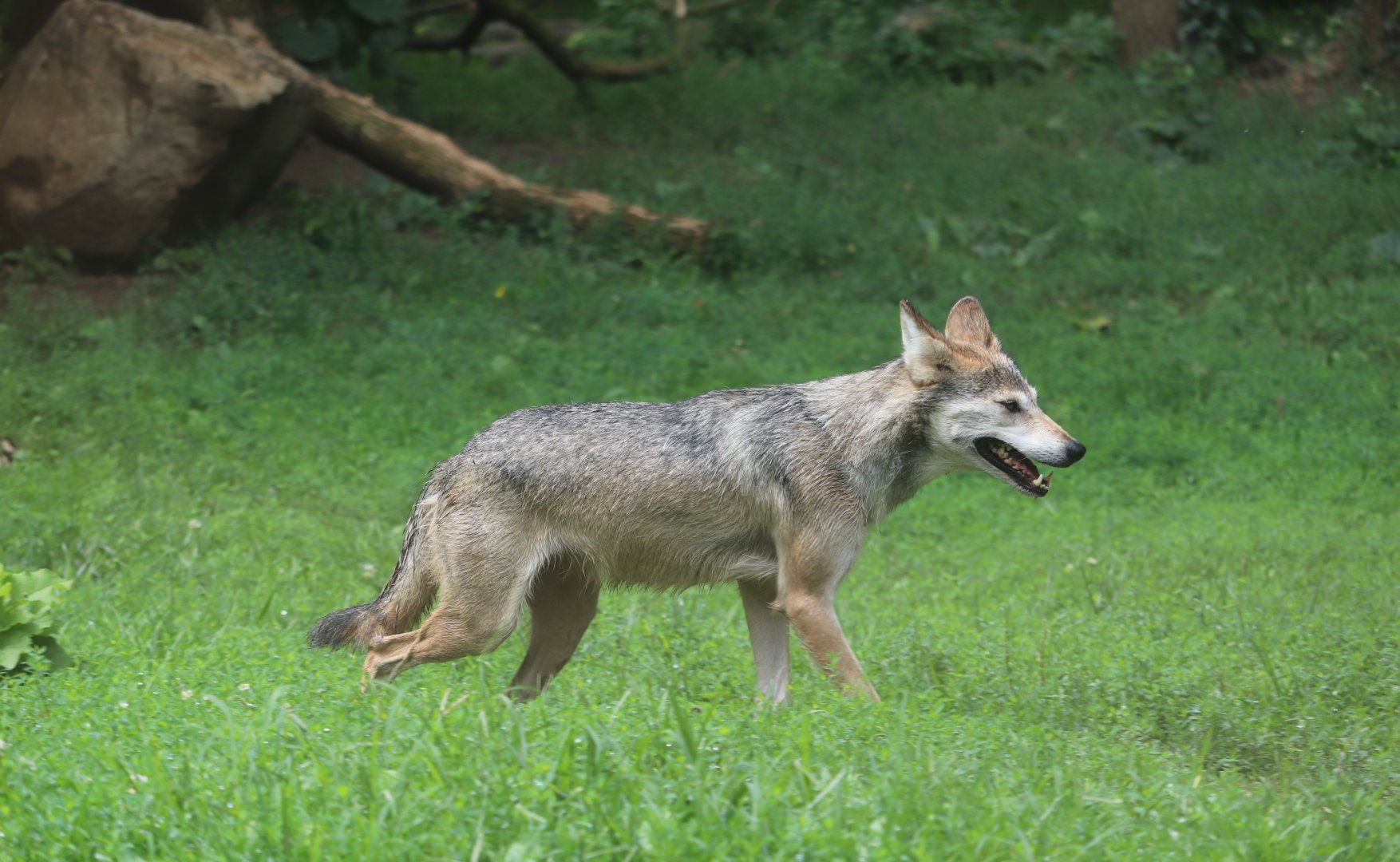 North America - Mexican Gray Wolf