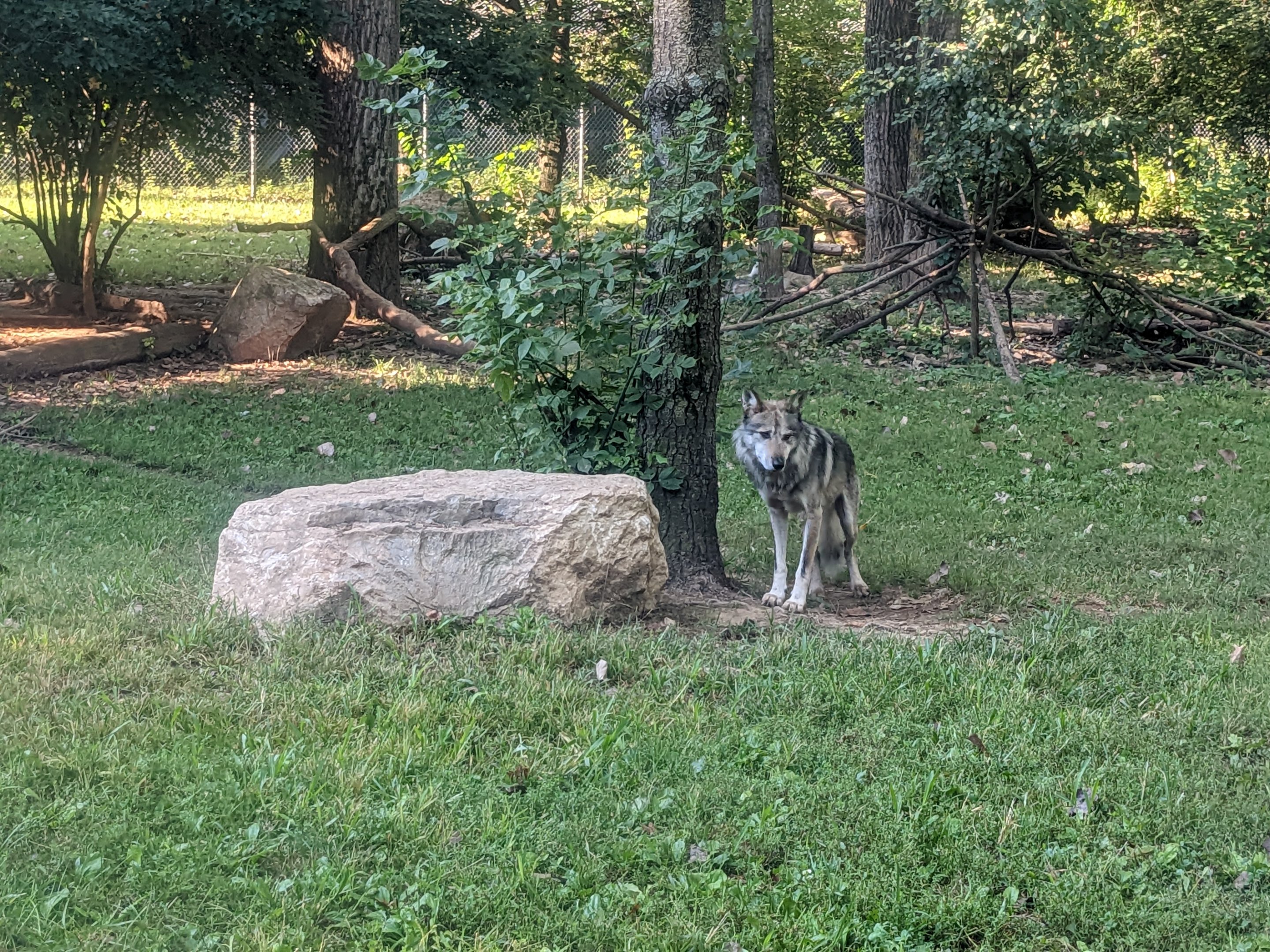North America - Mexican Grey Wolf
