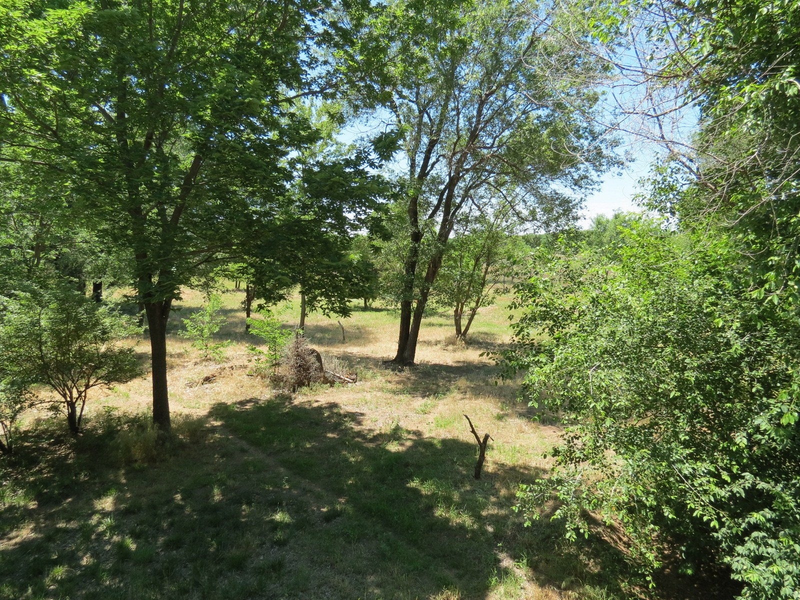 North America - Mexican Wolf Exhibit