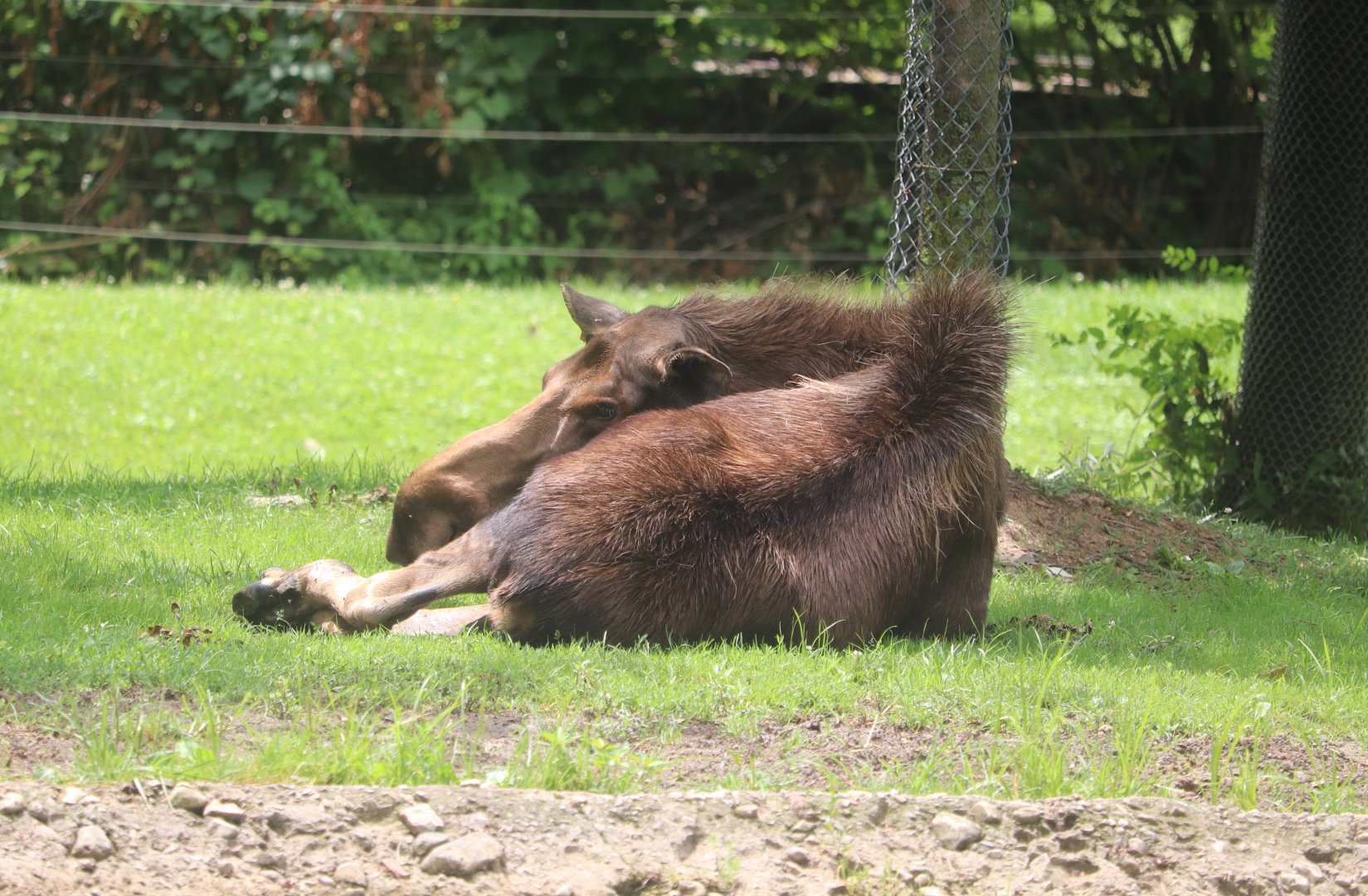 North America - Moose