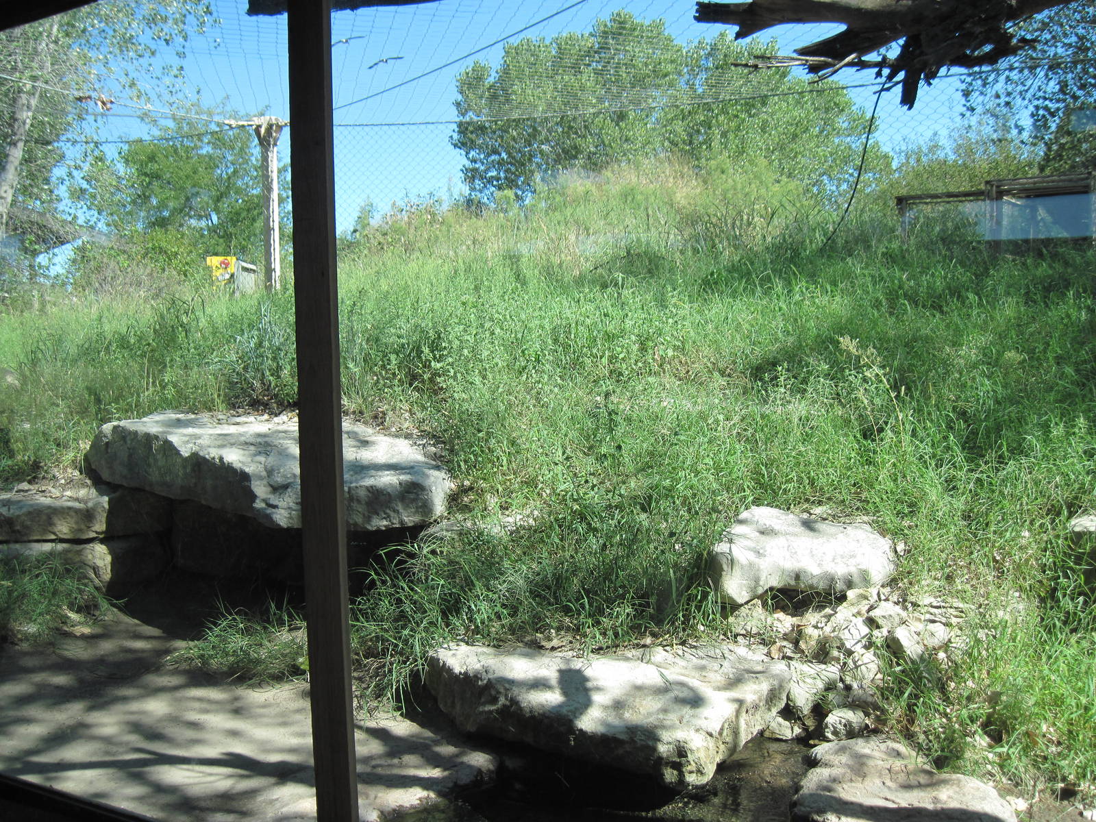 North America-Mountain Lion Exhibit