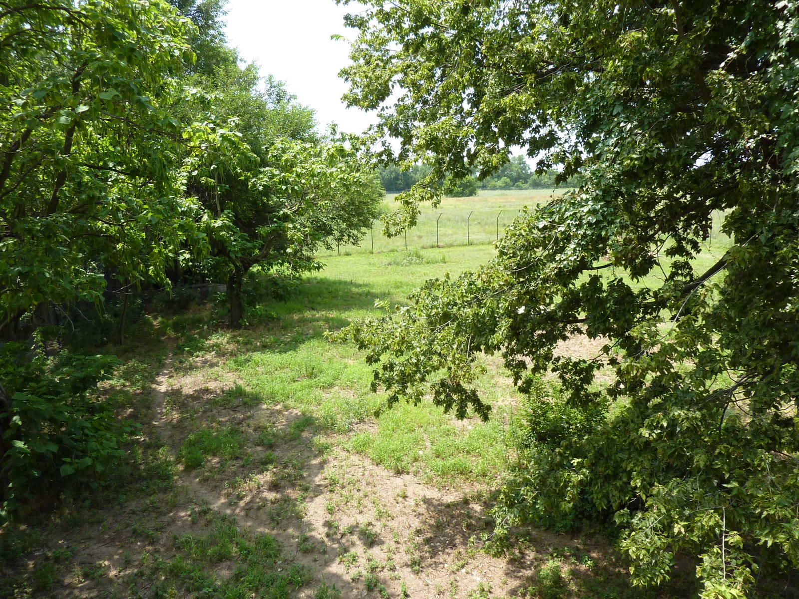 North America - Multi-Acre Mexican Gray Wolf Exhibit