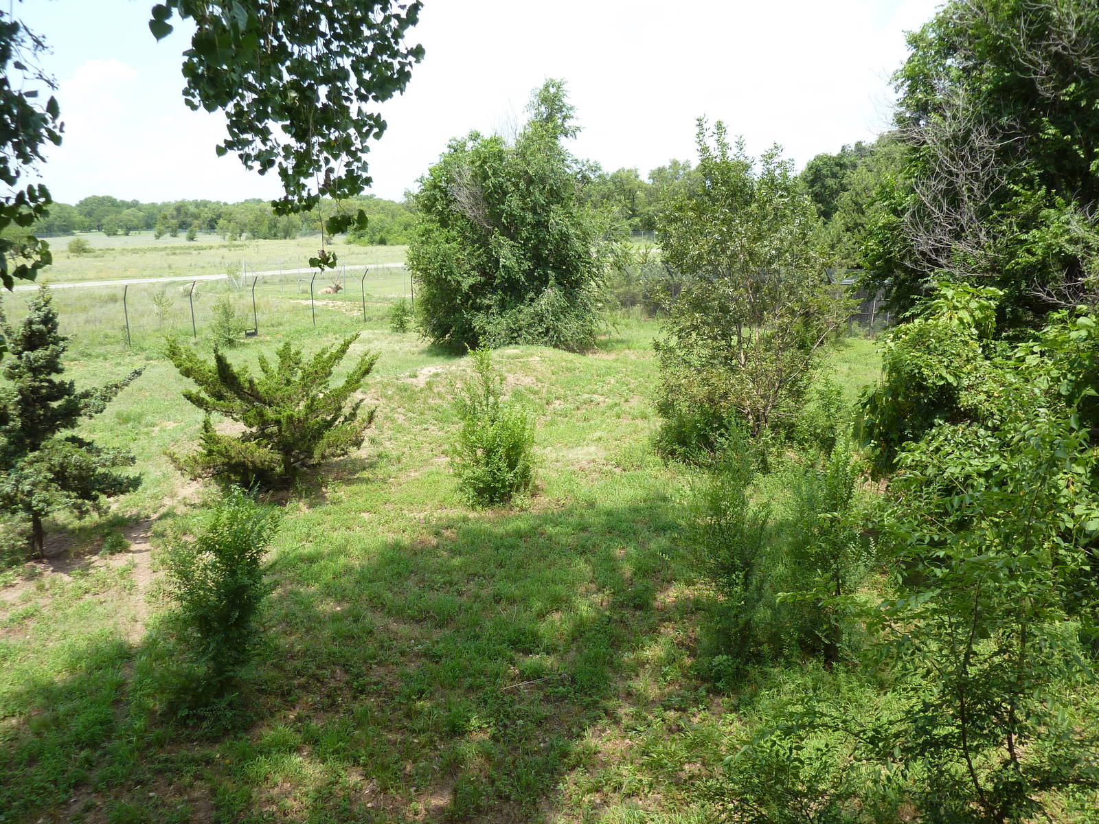 North America - Multi-Acre Mexican Gray Wolf Exhibit