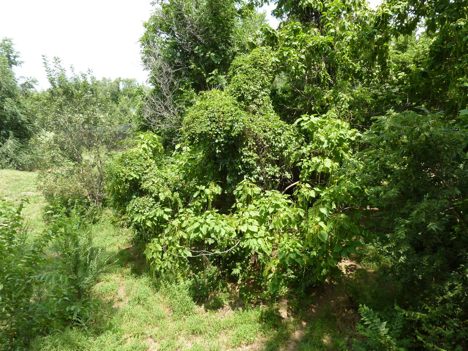 North America - Multi-Acre Mexican Gray Wolf Exhibit