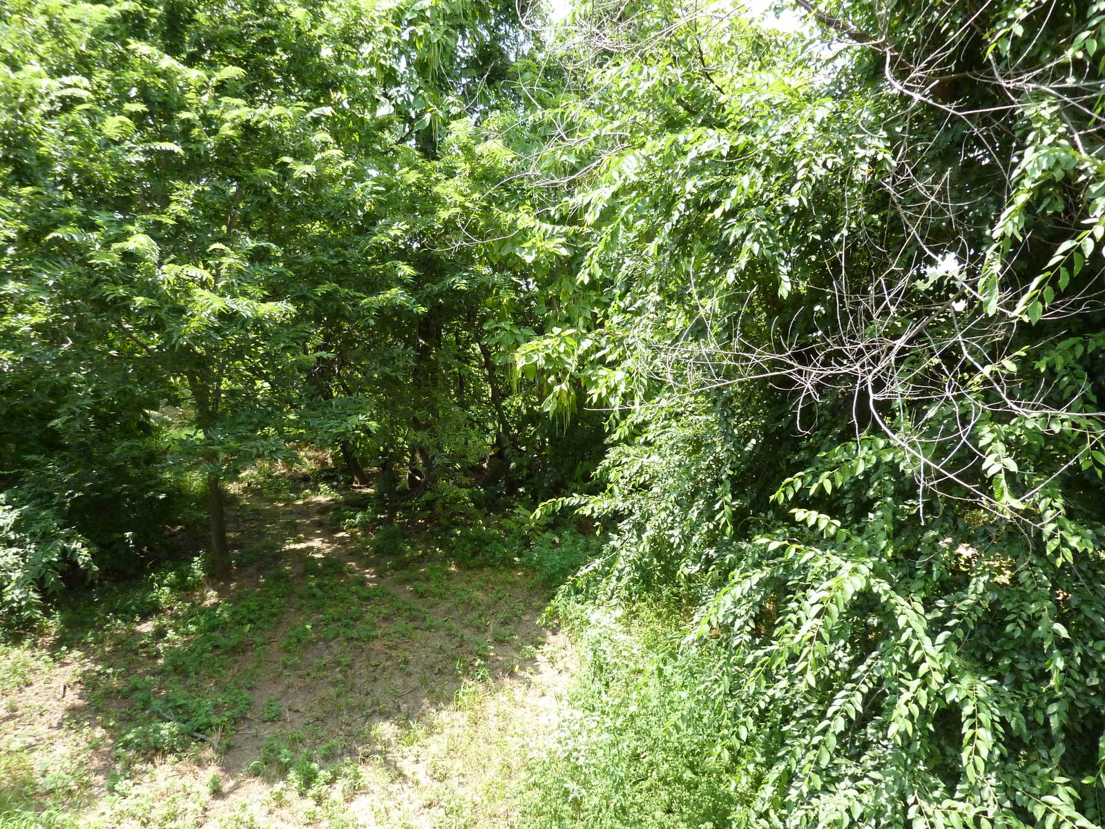 North America - Multi-Acre Mexican Gray Wolf Exhibit