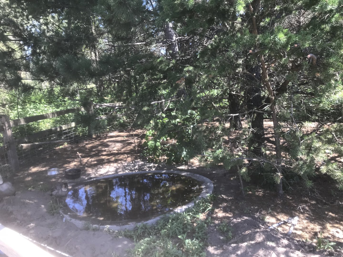 North America - Nene Exhibit