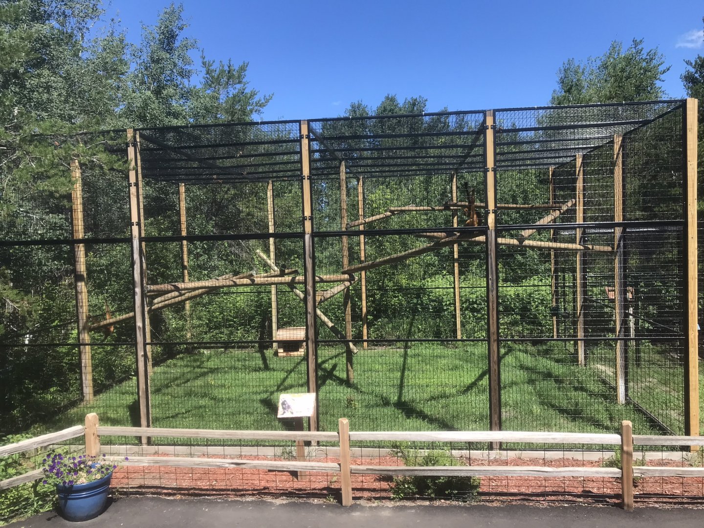 “North America” - New Geoffroy’s Spider Monkey Exhibit