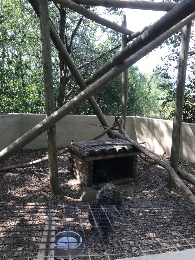 “North America”- North American porcupine exhibit