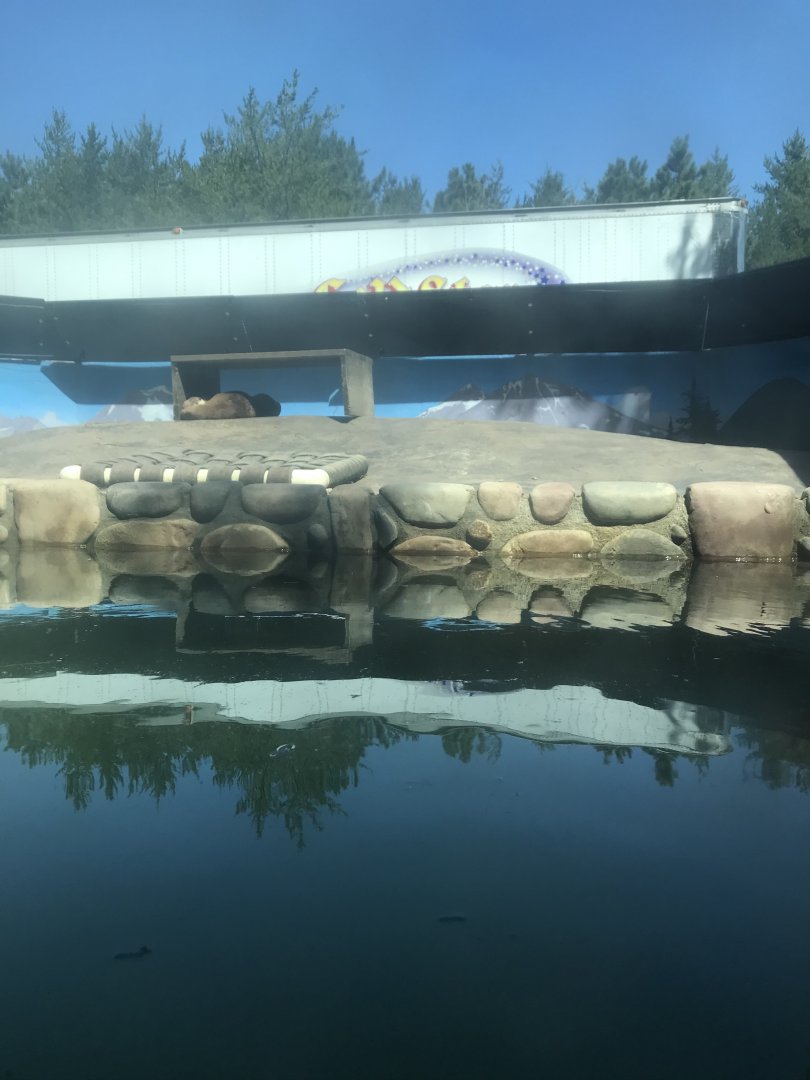 “North America”- North American river otter exhibit
