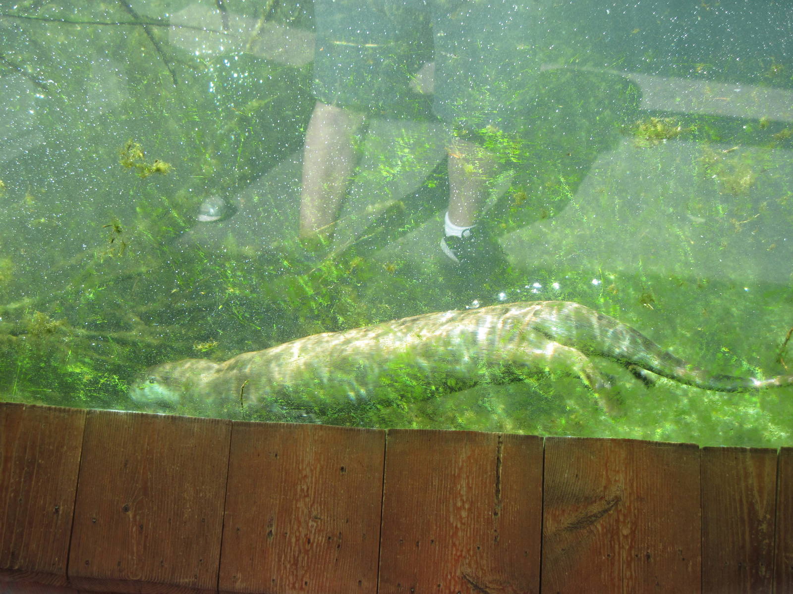 North America-North American River Otter