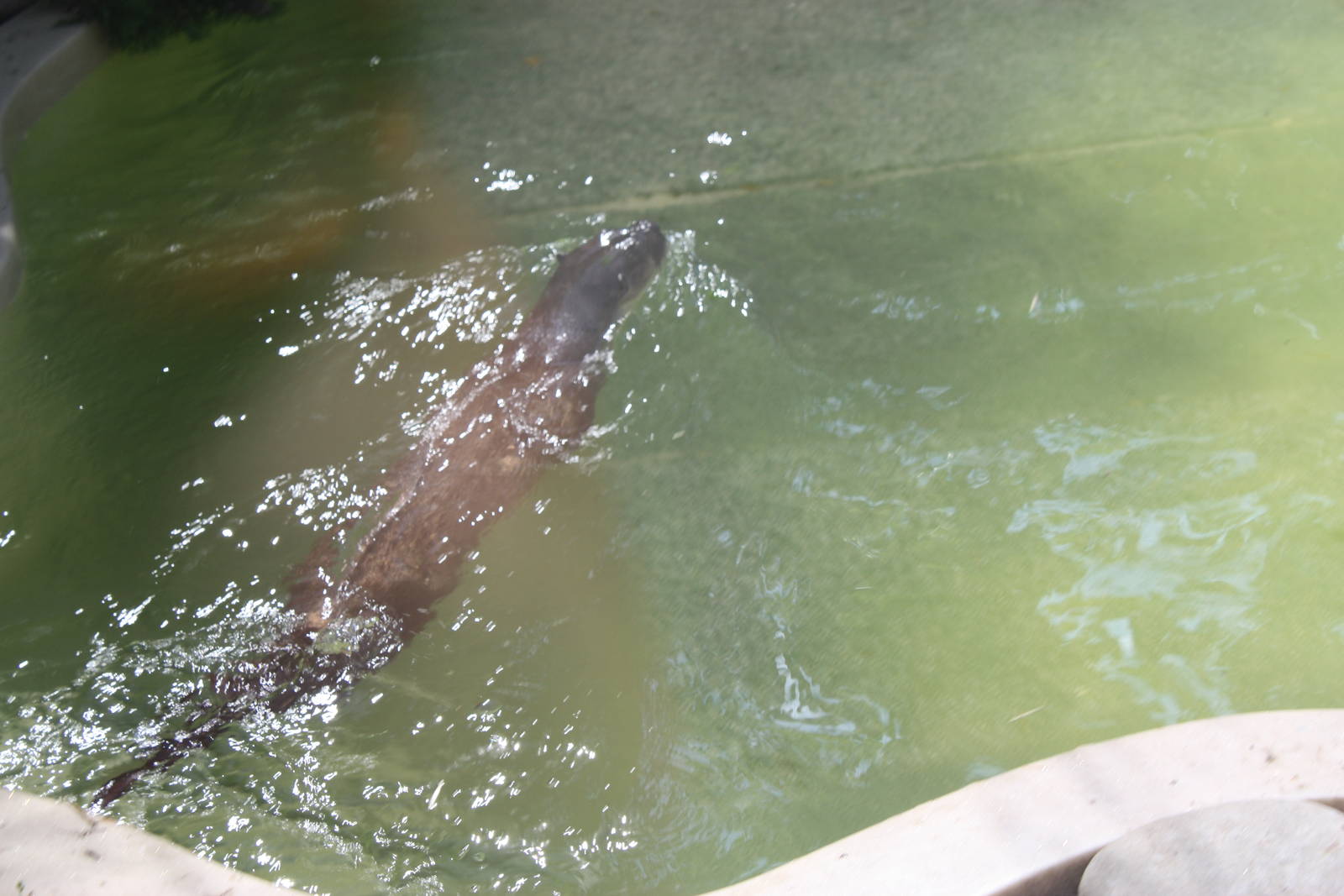 North America- North American River Otter