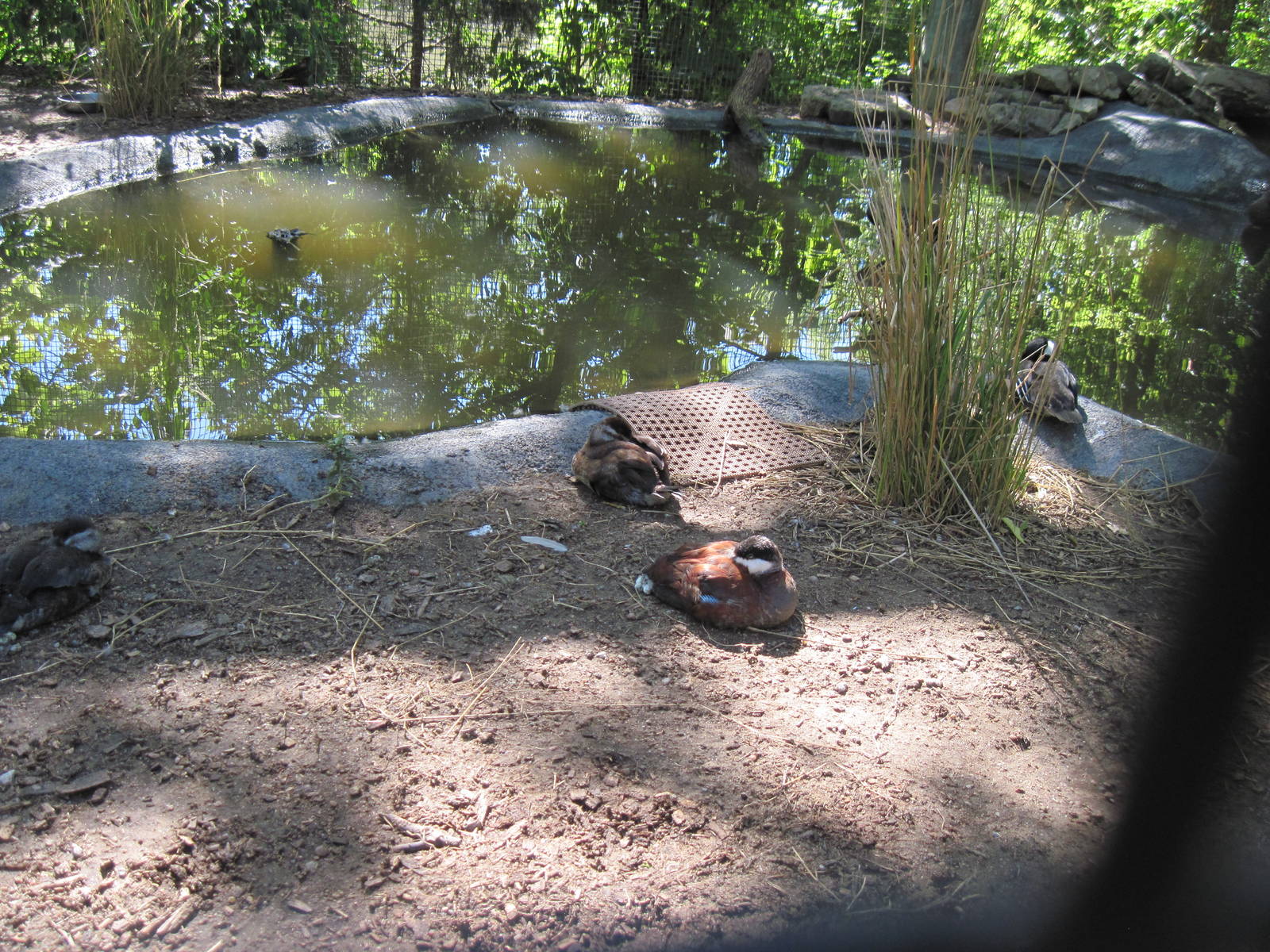 North America-North American Ruddy Ducks