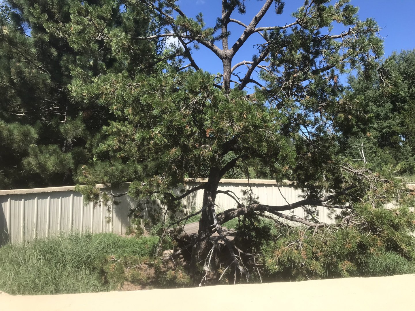 “North America” - Northern Raccoon Exhibit