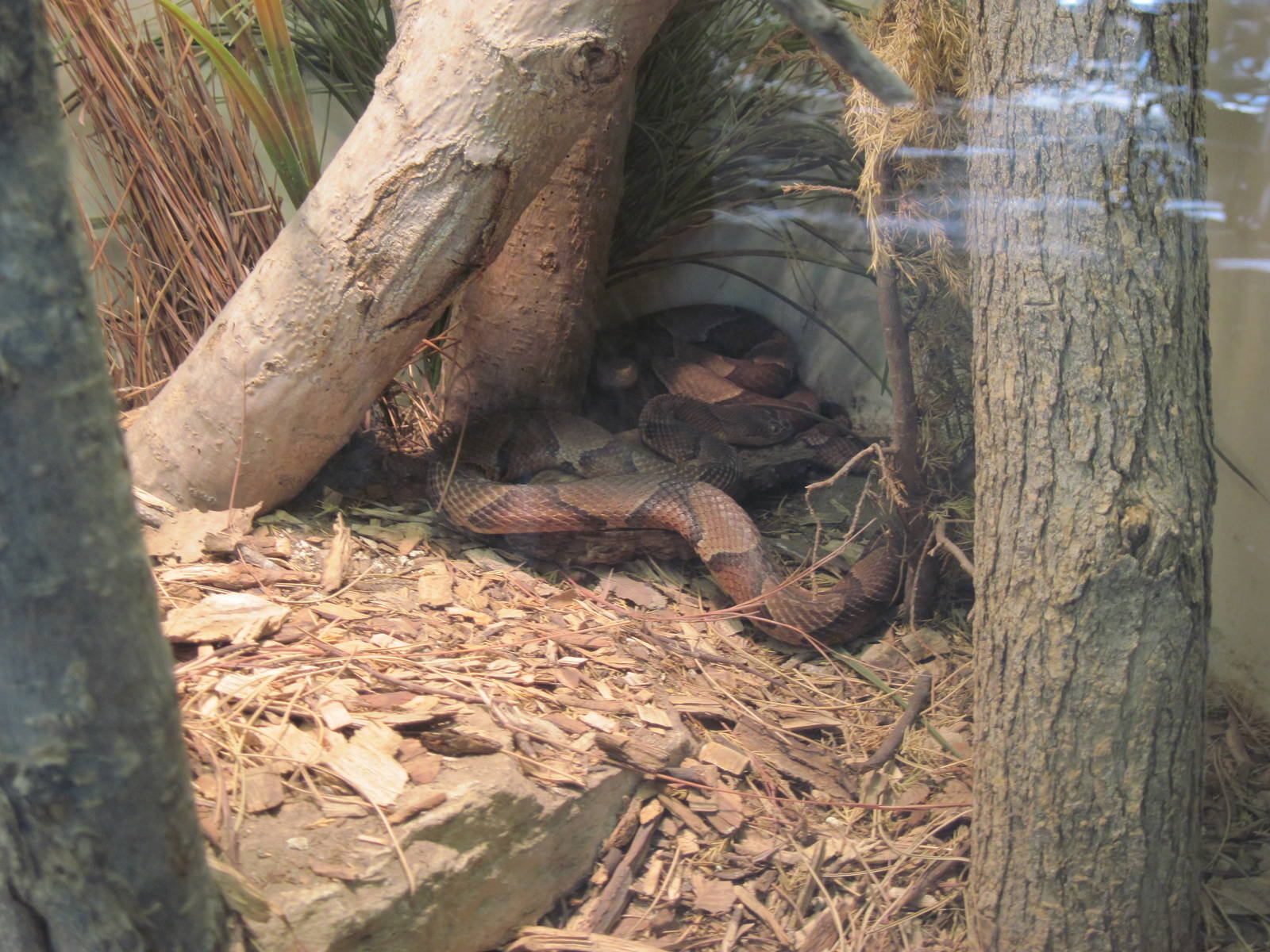 North America-Osage Copperhead