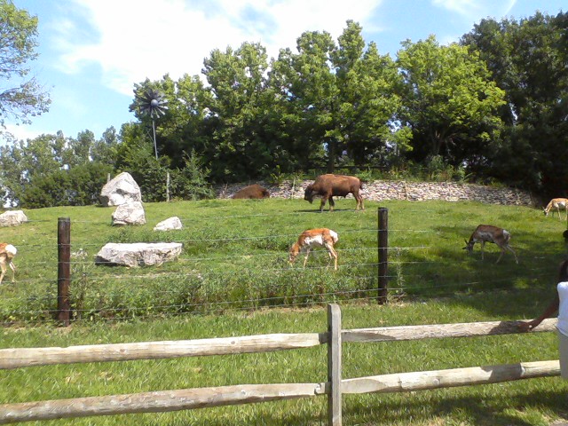 North America- Part of the American Bison and Pronghorn yard