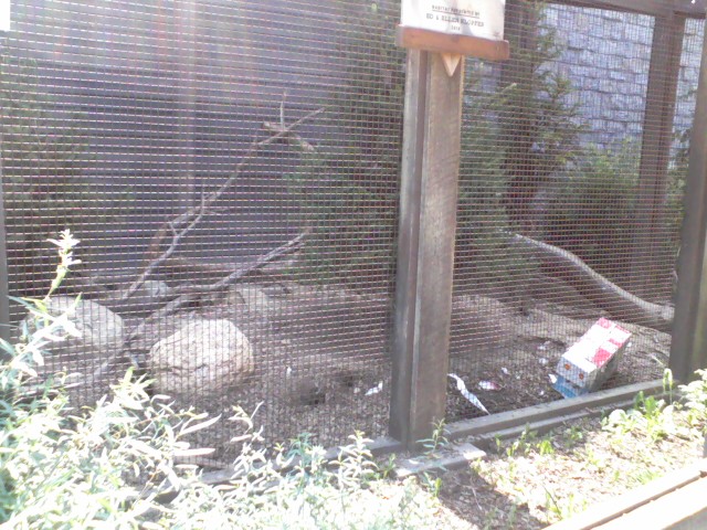 North America- Part of the Arctic Fox exhibit