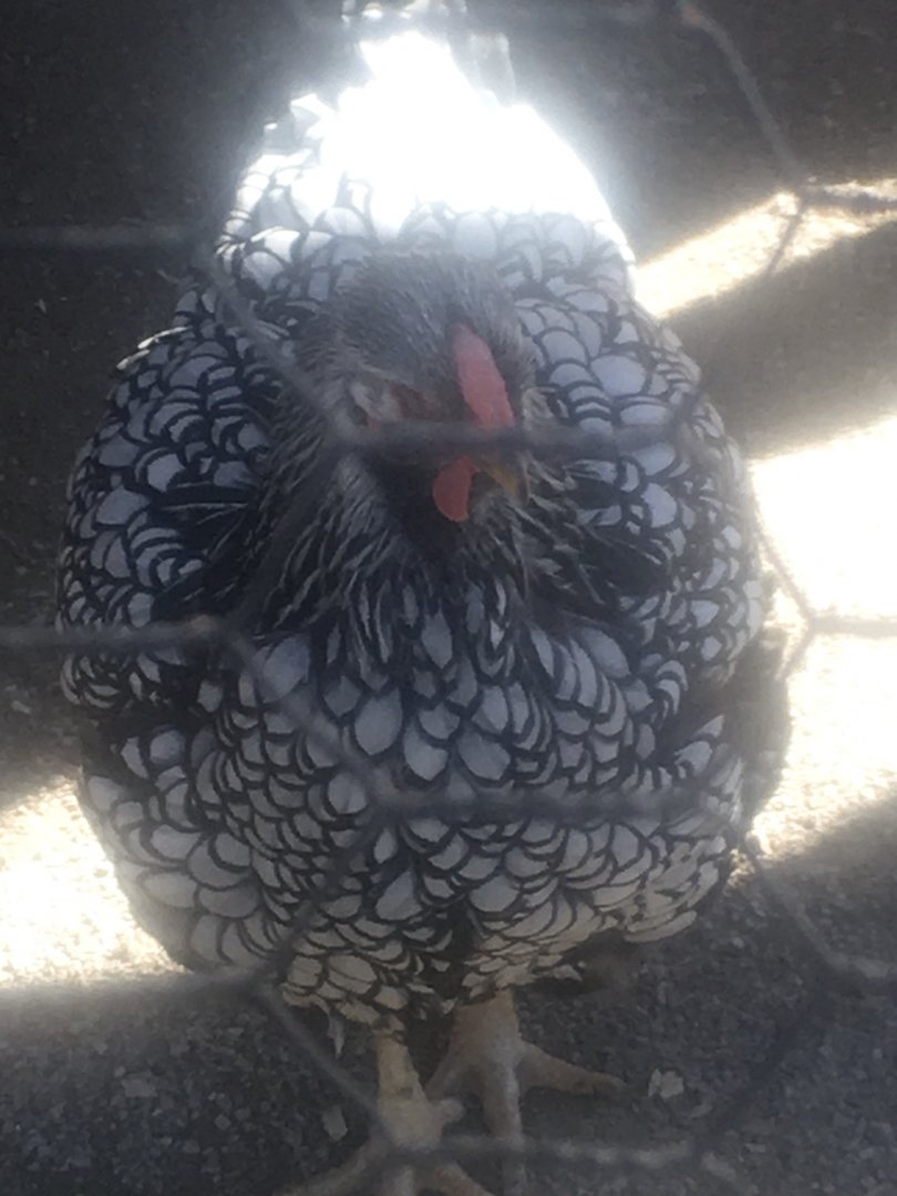 North America (Petting Zoo) - Domestic Chicken