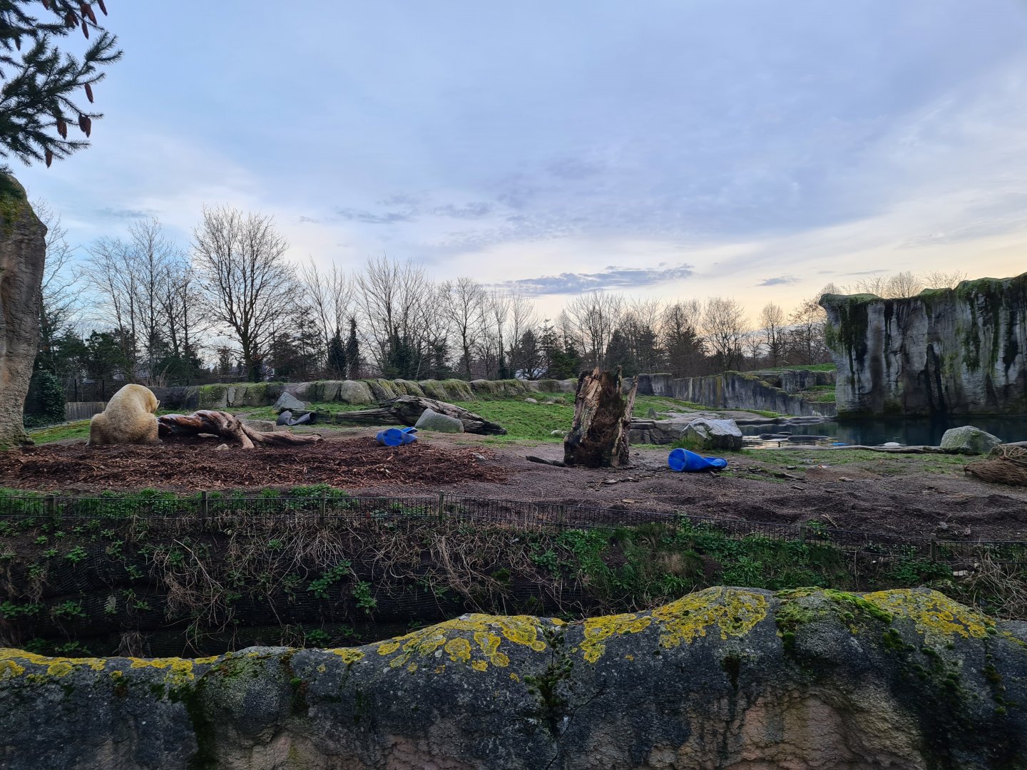 North America - Playing polar bear