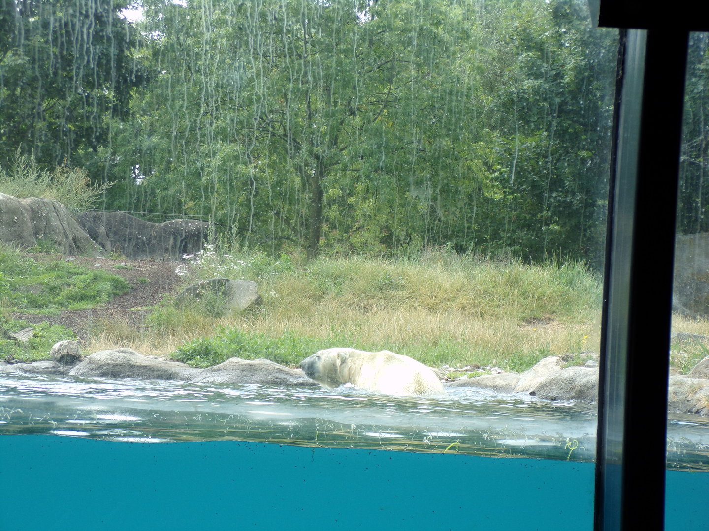 North America- Polar bear 13.7.23