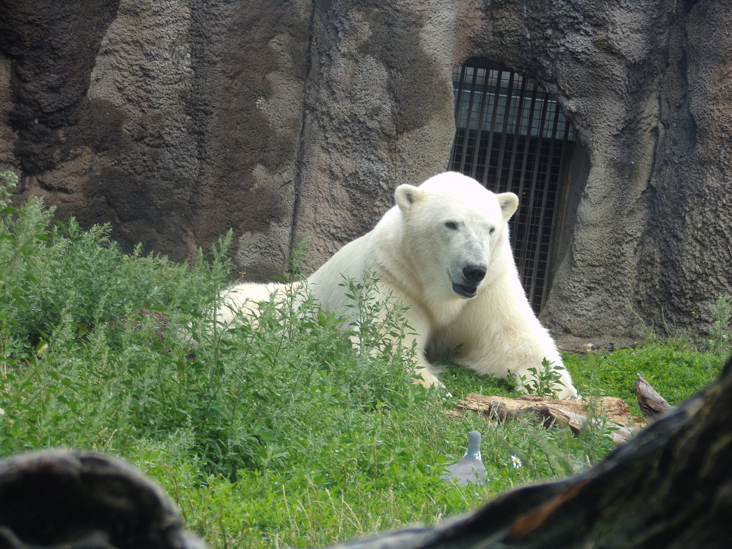 North America- Polar bear 13.7.23