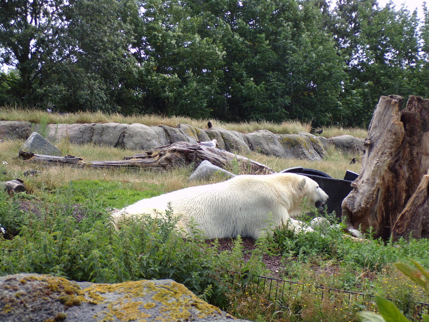 North America- Polar bear 13.7.23