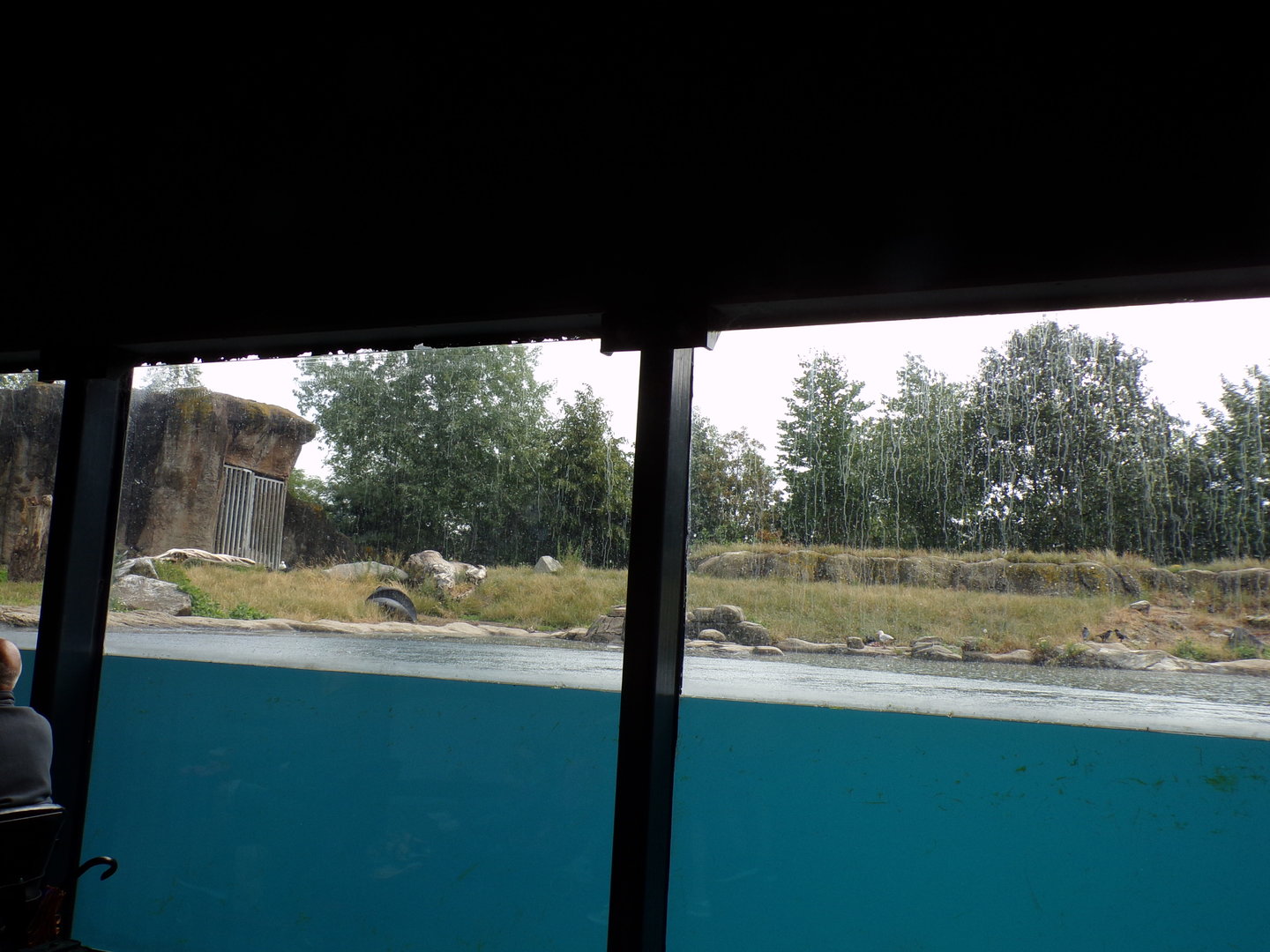 North America- Polar bear enclosure 13.7.23