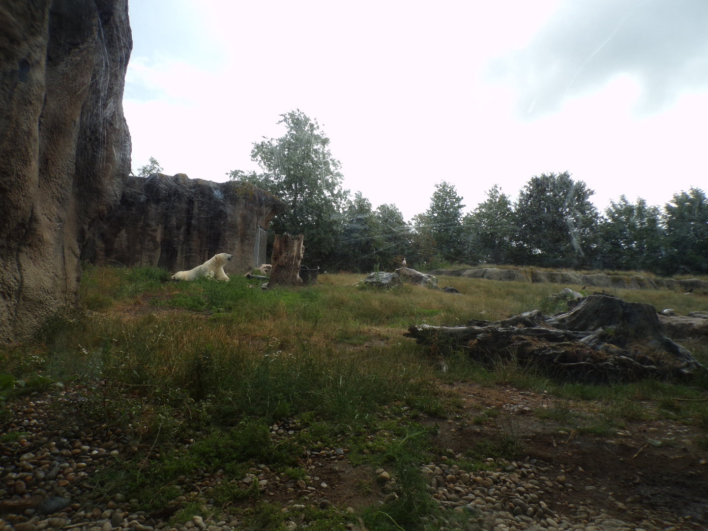 North America- Polar bear enclosure 13.7.23