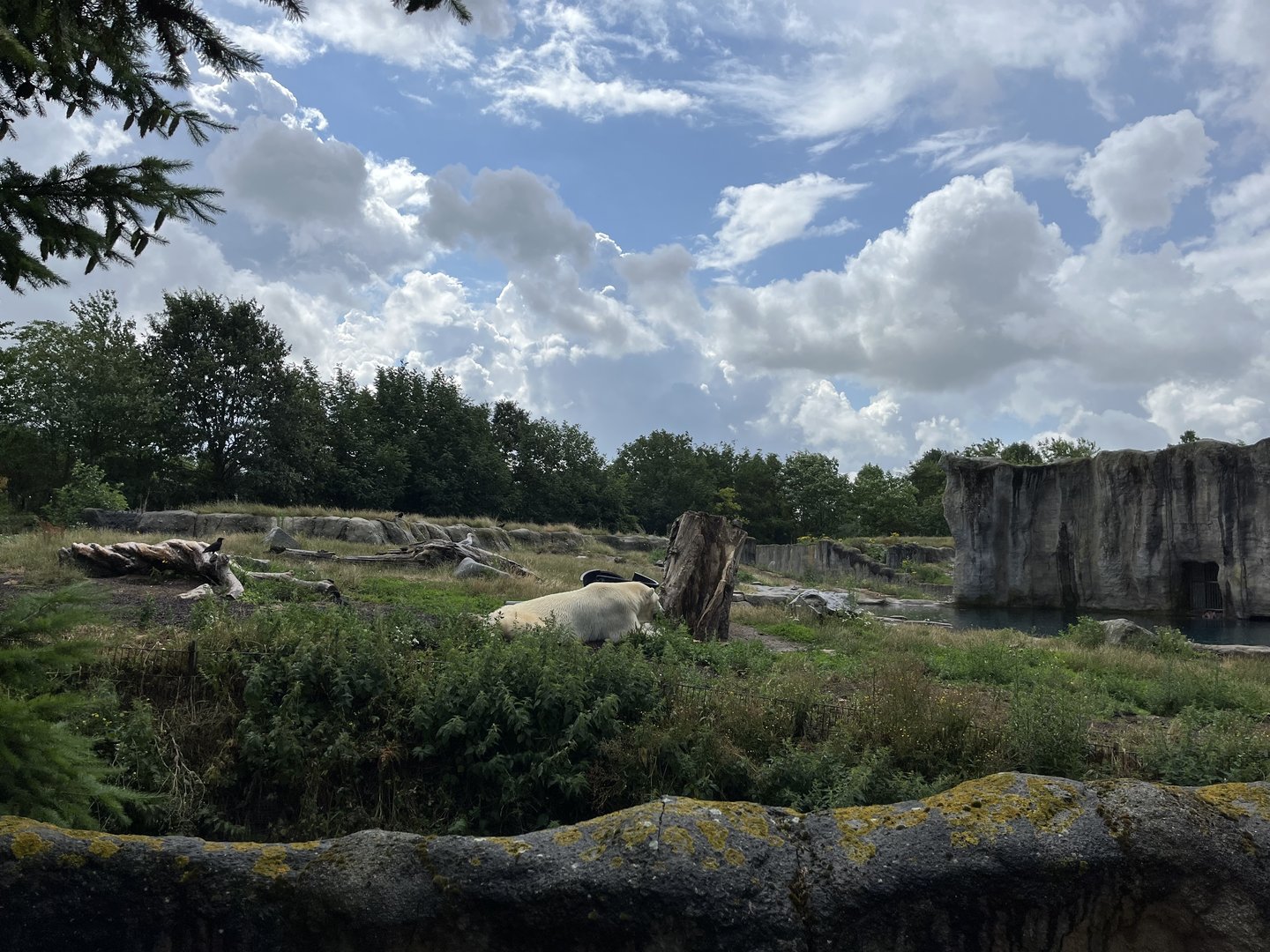 North America- Polar bear enclosure 13.7.23