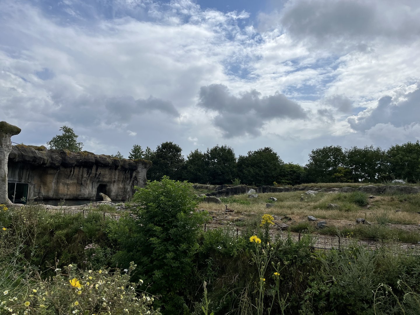 North America- Polar bear enclosure 13.7.