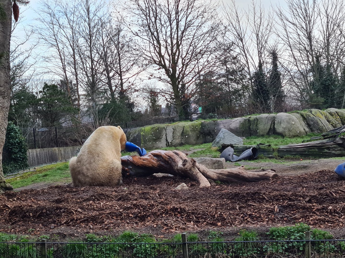 North America - Polar bear playing with barrel