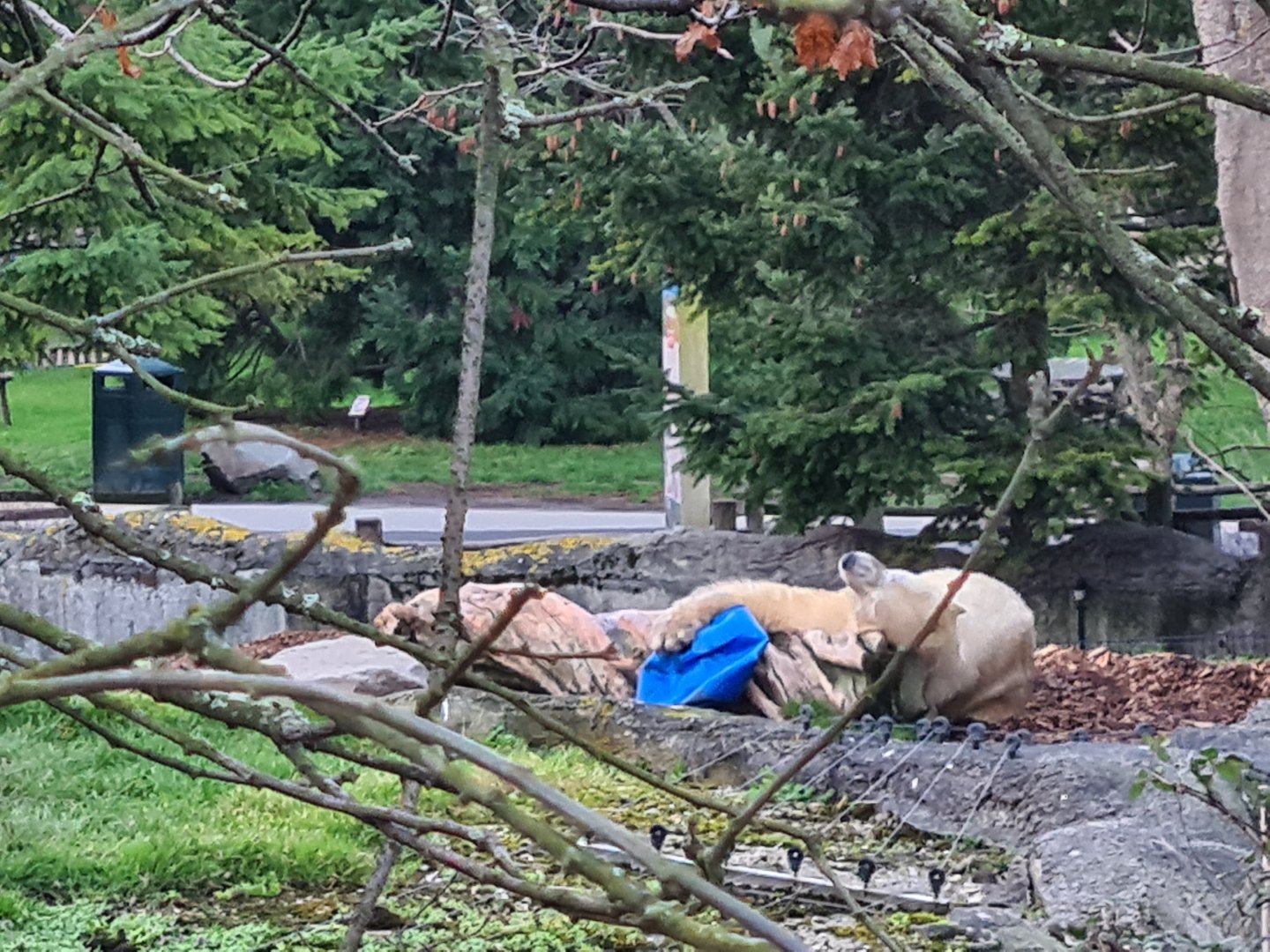 North America - Polar bear playing with barrel
