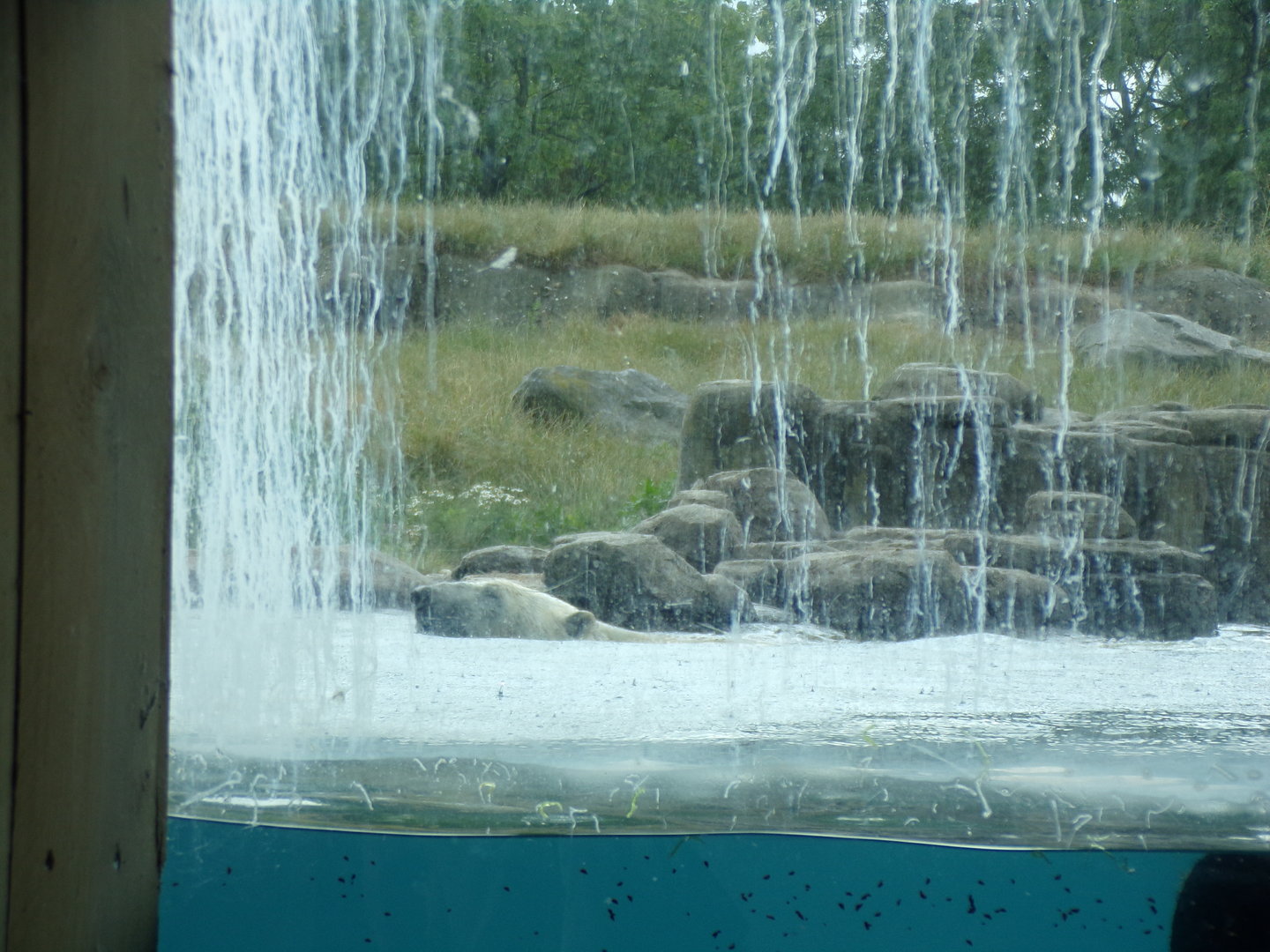 North America- Polar bear swimming 13.7.23