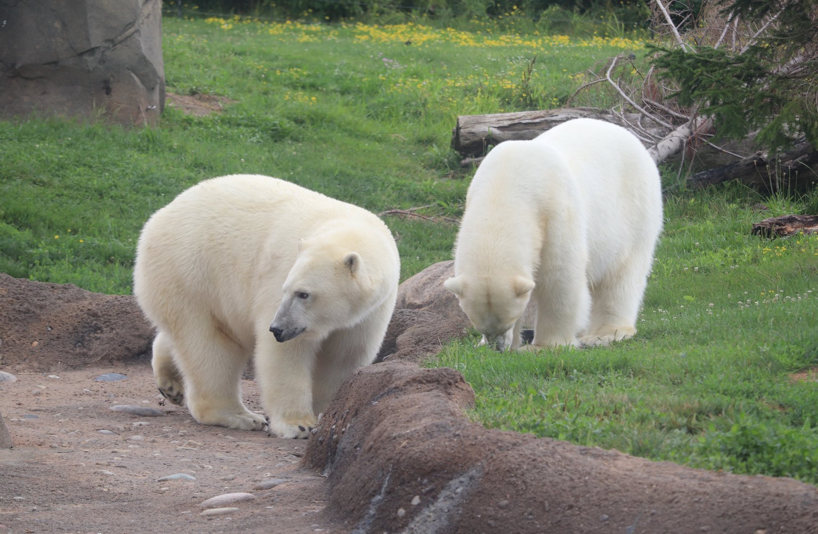 North America - Polar Bear