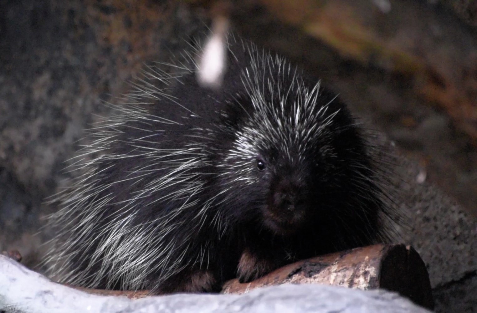 North-america porcupine
