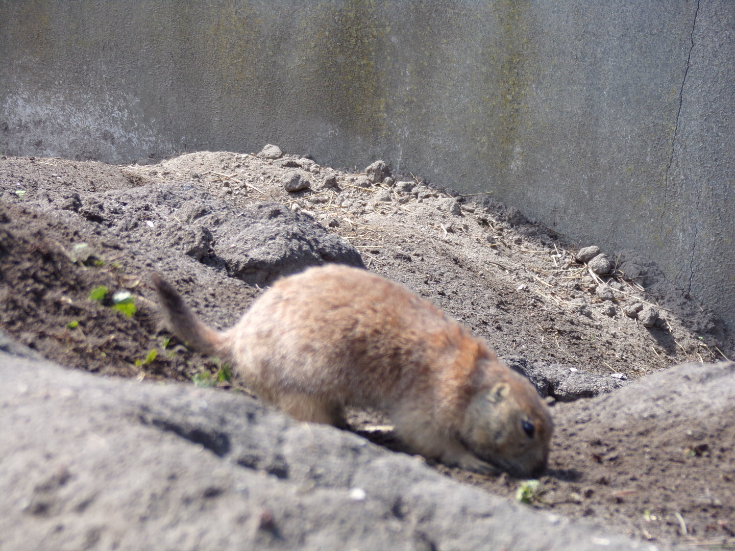 North America- Prairie dog 13.7.23