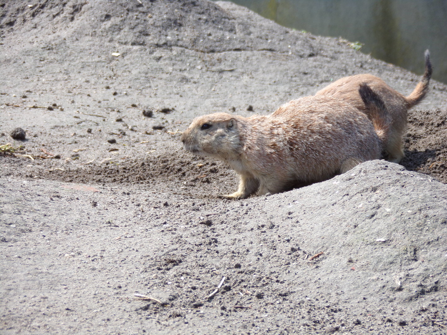 North America- Prairie dog 13.7.23