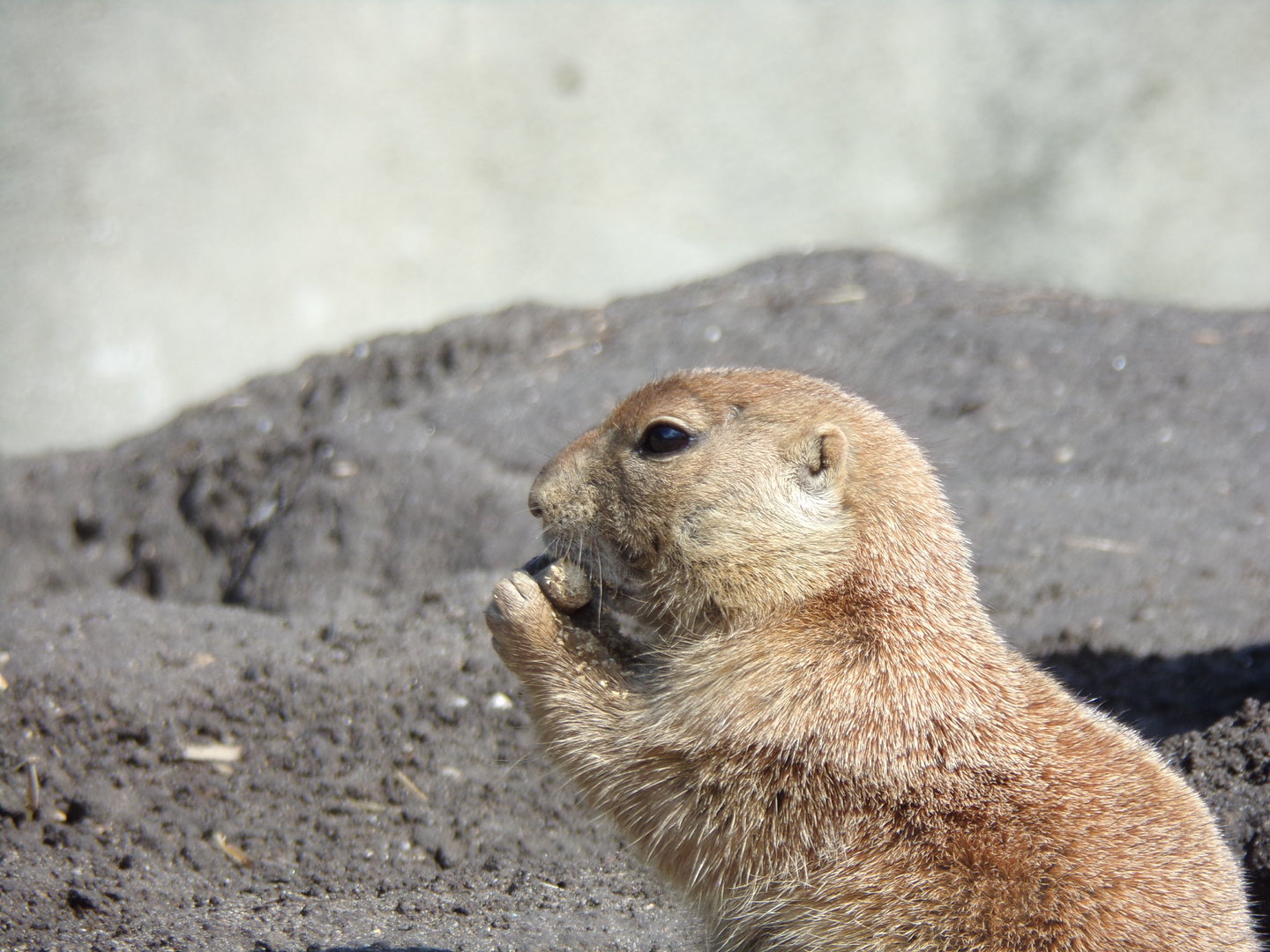 North America- Prairie dog 13.7.23