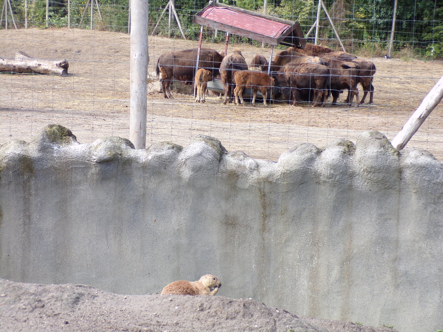North America- Prairie dog and American bison herd 13.7.23