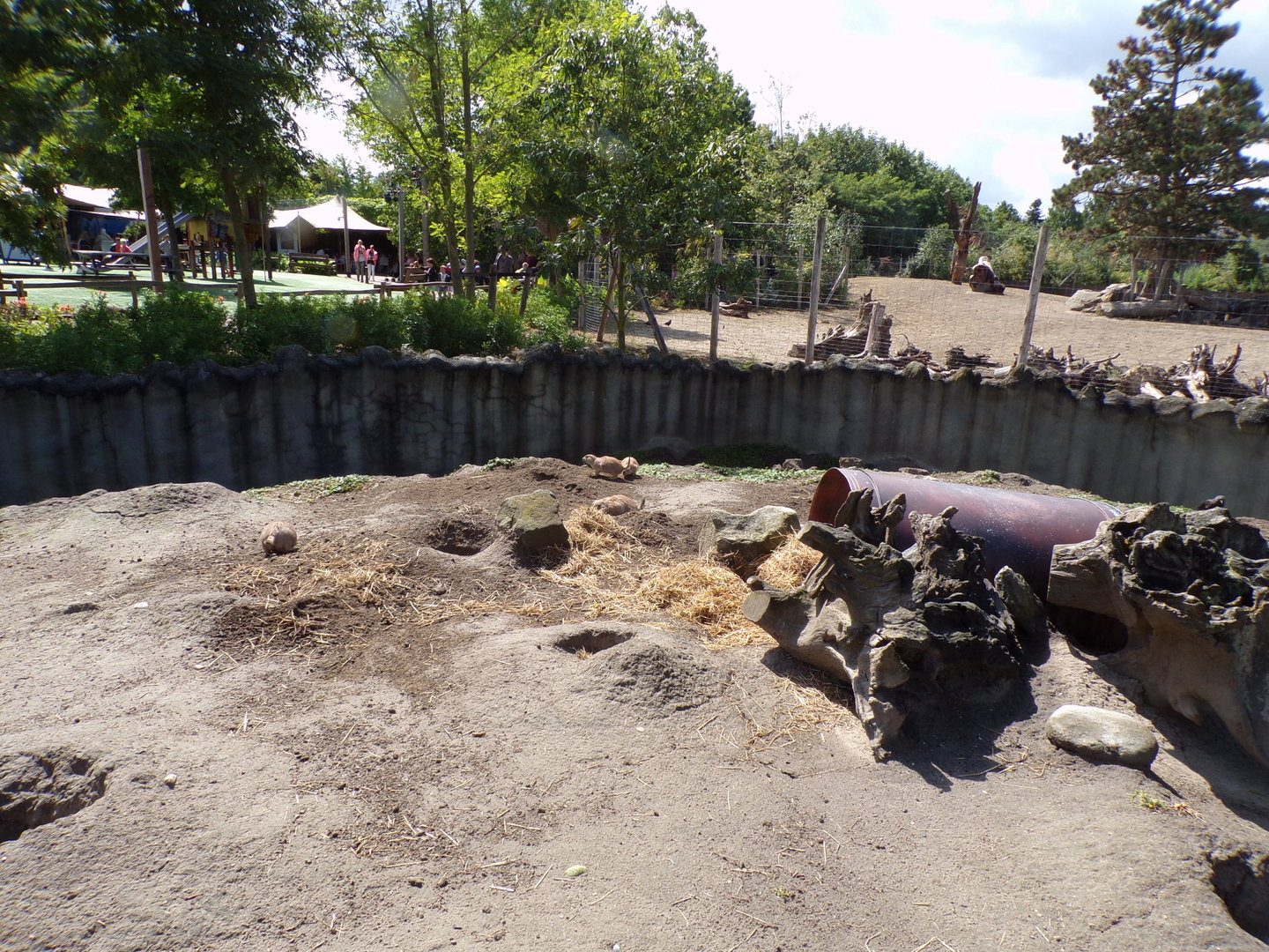 North America- Prairie dog enclosure 13.7.23