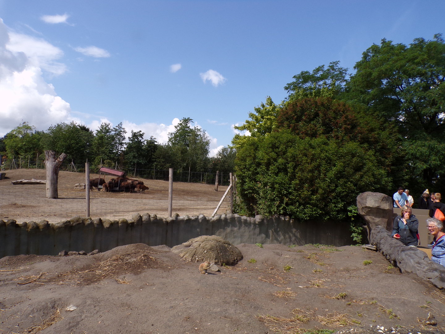 North America- Prairie dog enclosure 13.7.23
