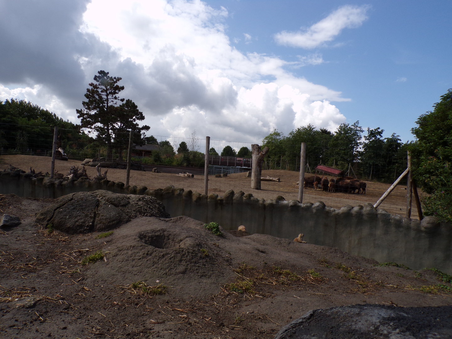 North America- Prairie dog enclosure and American bison enclosure 13.7.23