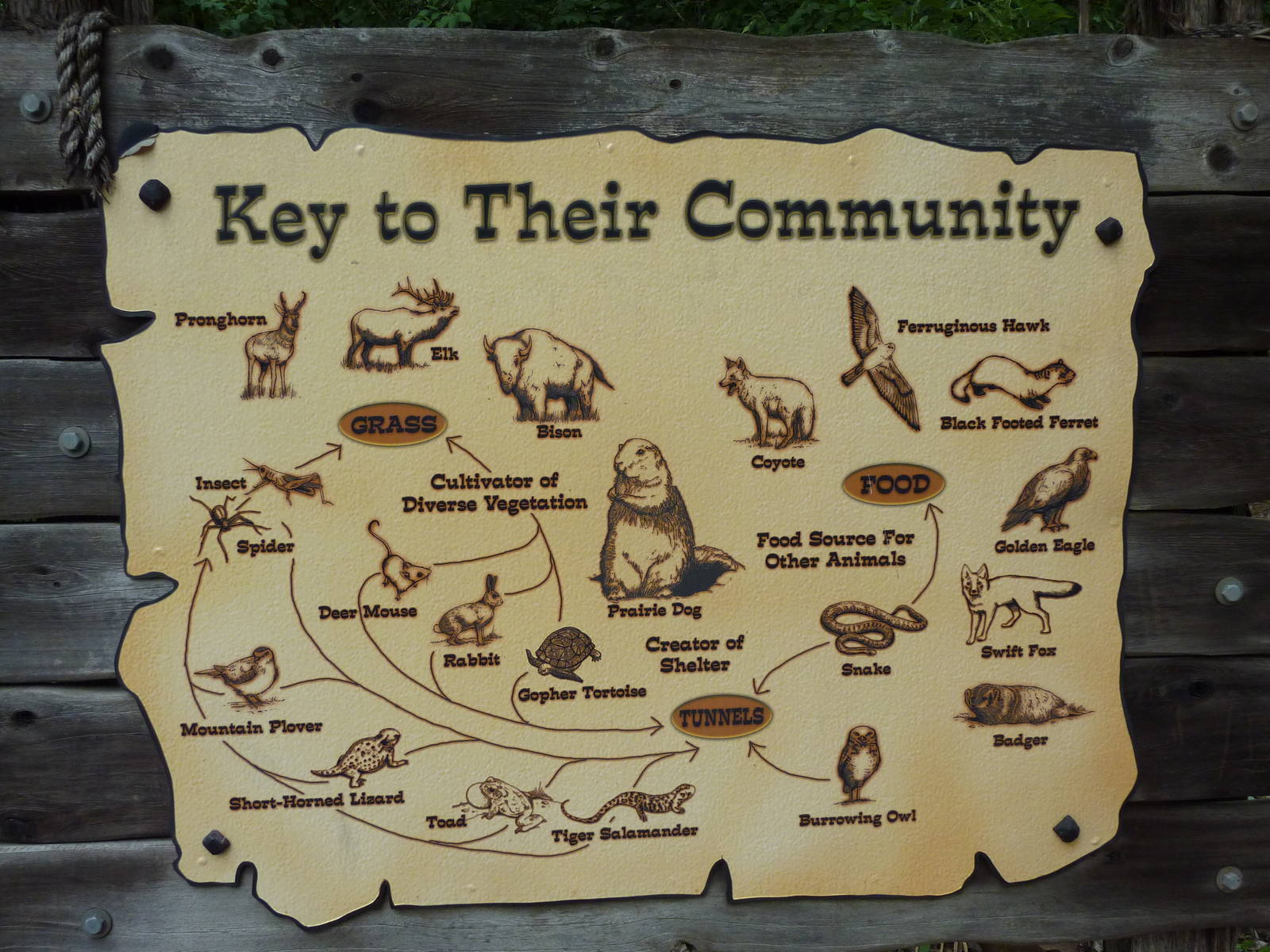 North America - Prairie Dog Exhibit