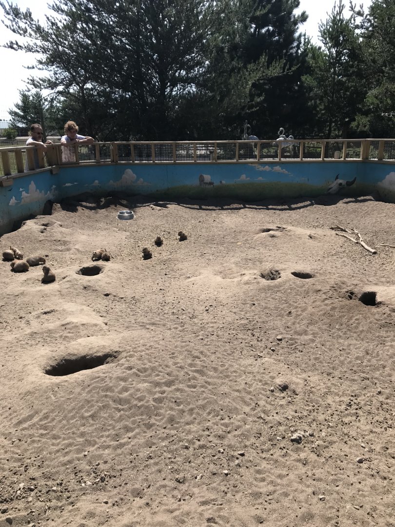 “North America”- prairie dog exhibit