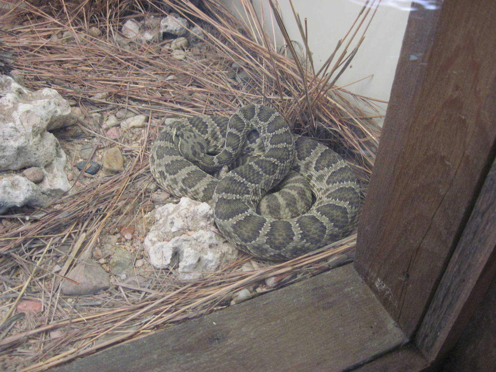 North America-Prairie Rattlesnake