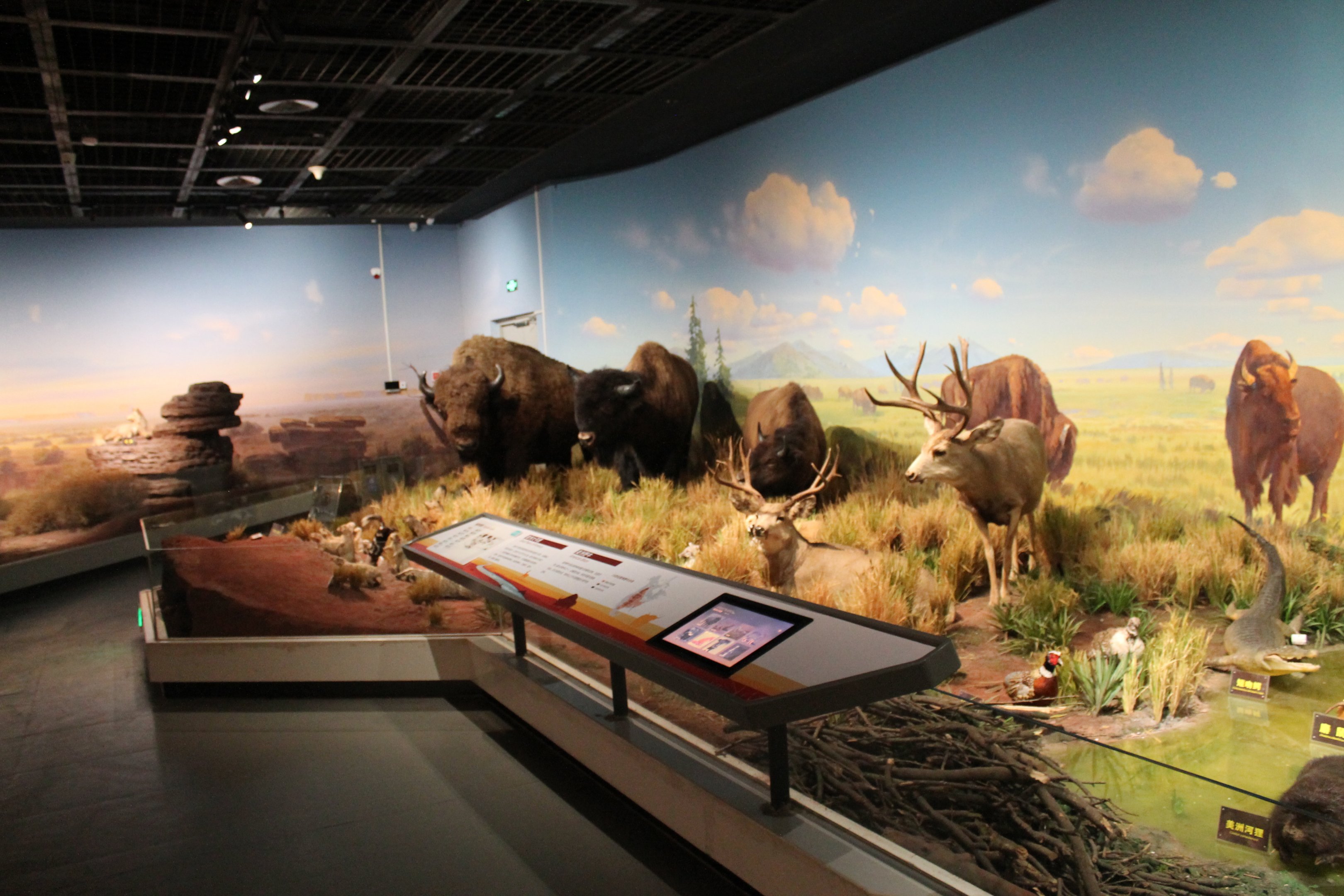 North America Prairie - Shaanxi Nature Museum