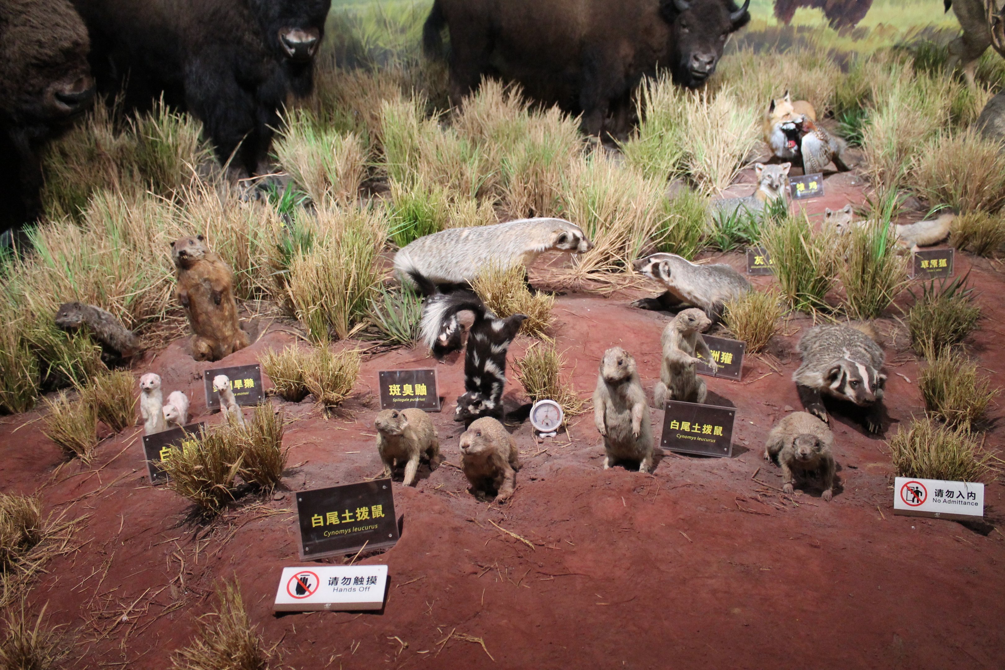 North America Prairie - Shaanxi Nature Museum