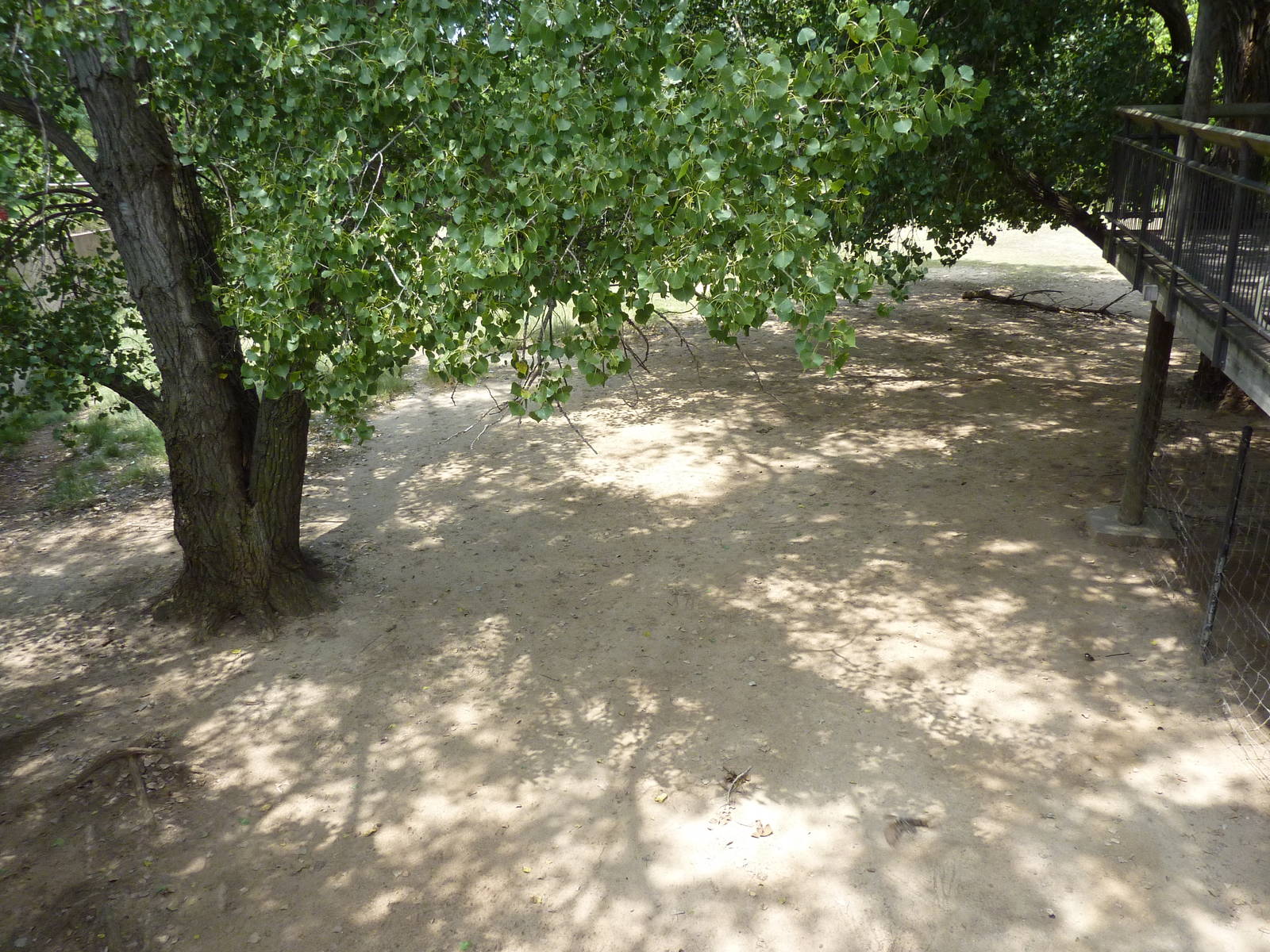 North America - Pronghorn Antelope/Sandhill Crane Exhibit
